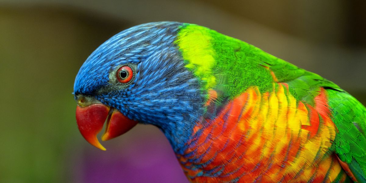 lorikeet