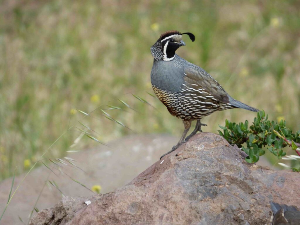 quail