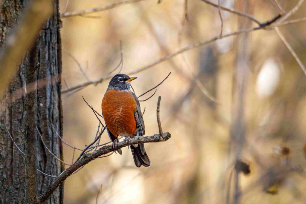 american robin