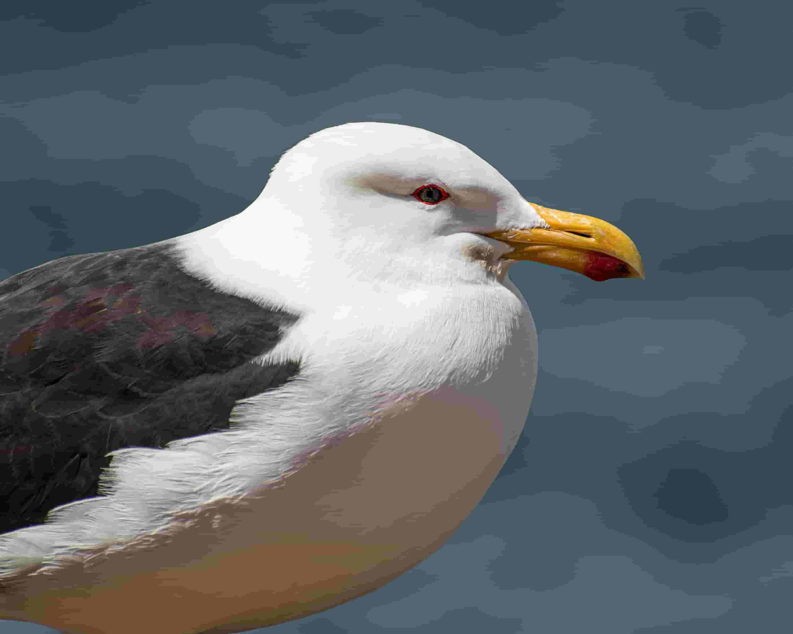 seagull