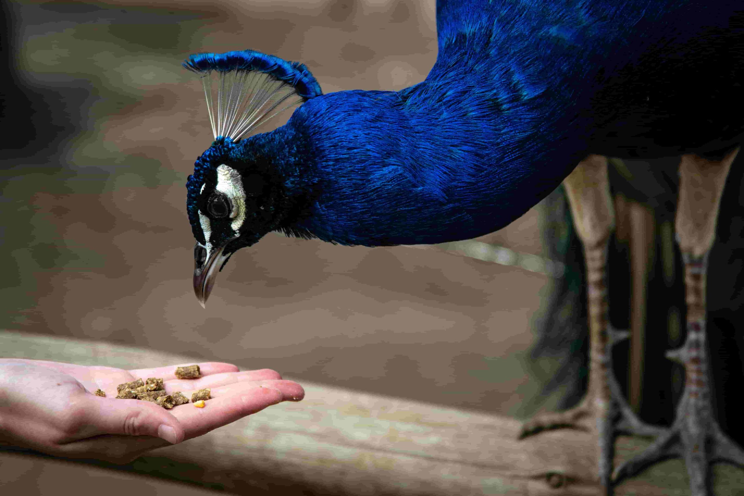 The Price of Peacocks How Much Will It Cost to Add One to Your Flock