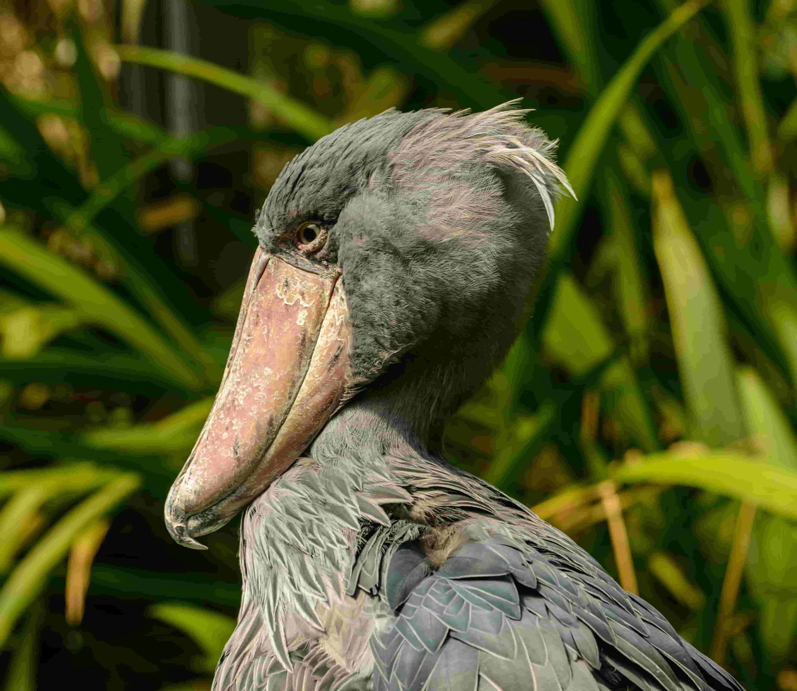 shoebill stork