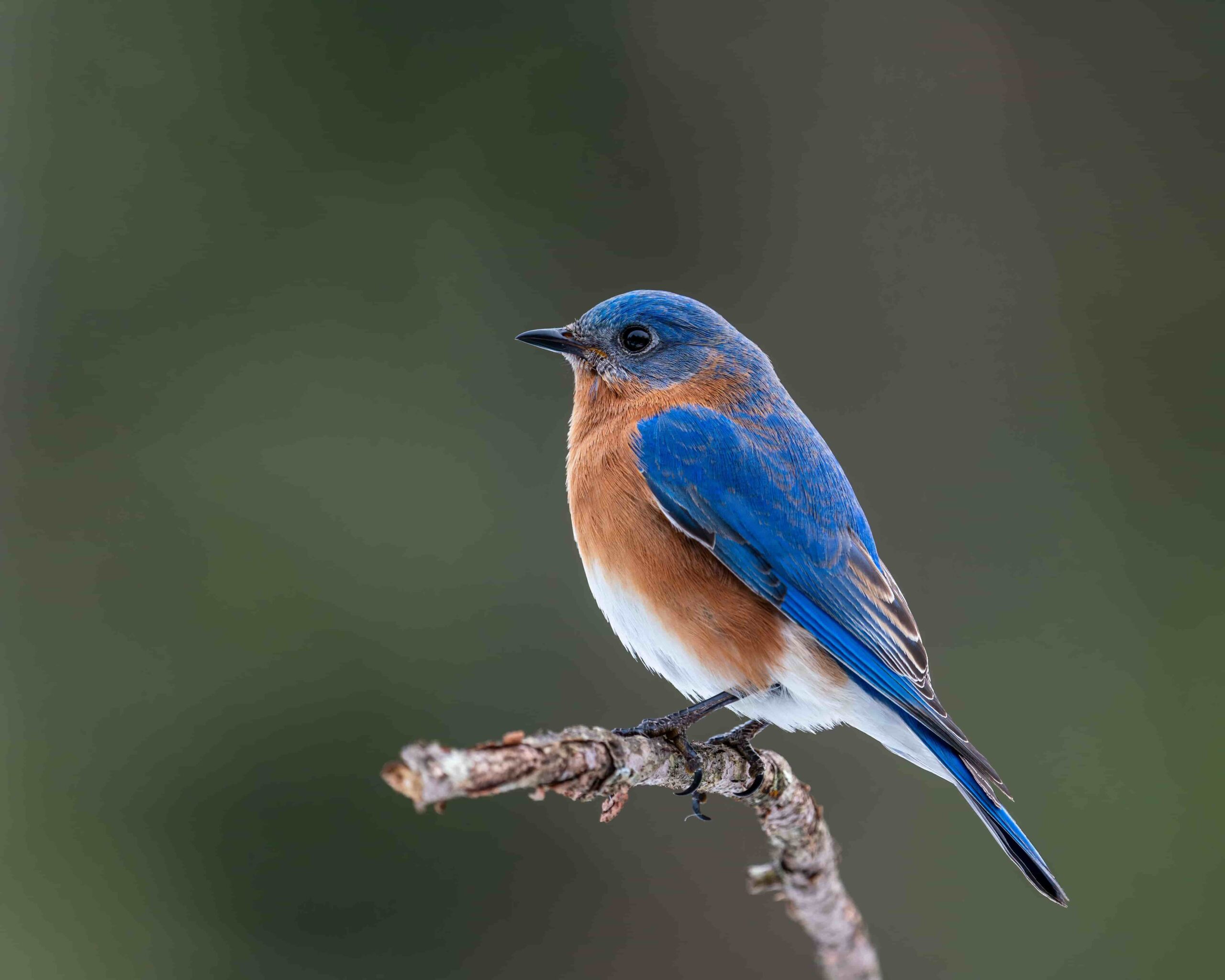 bluebird