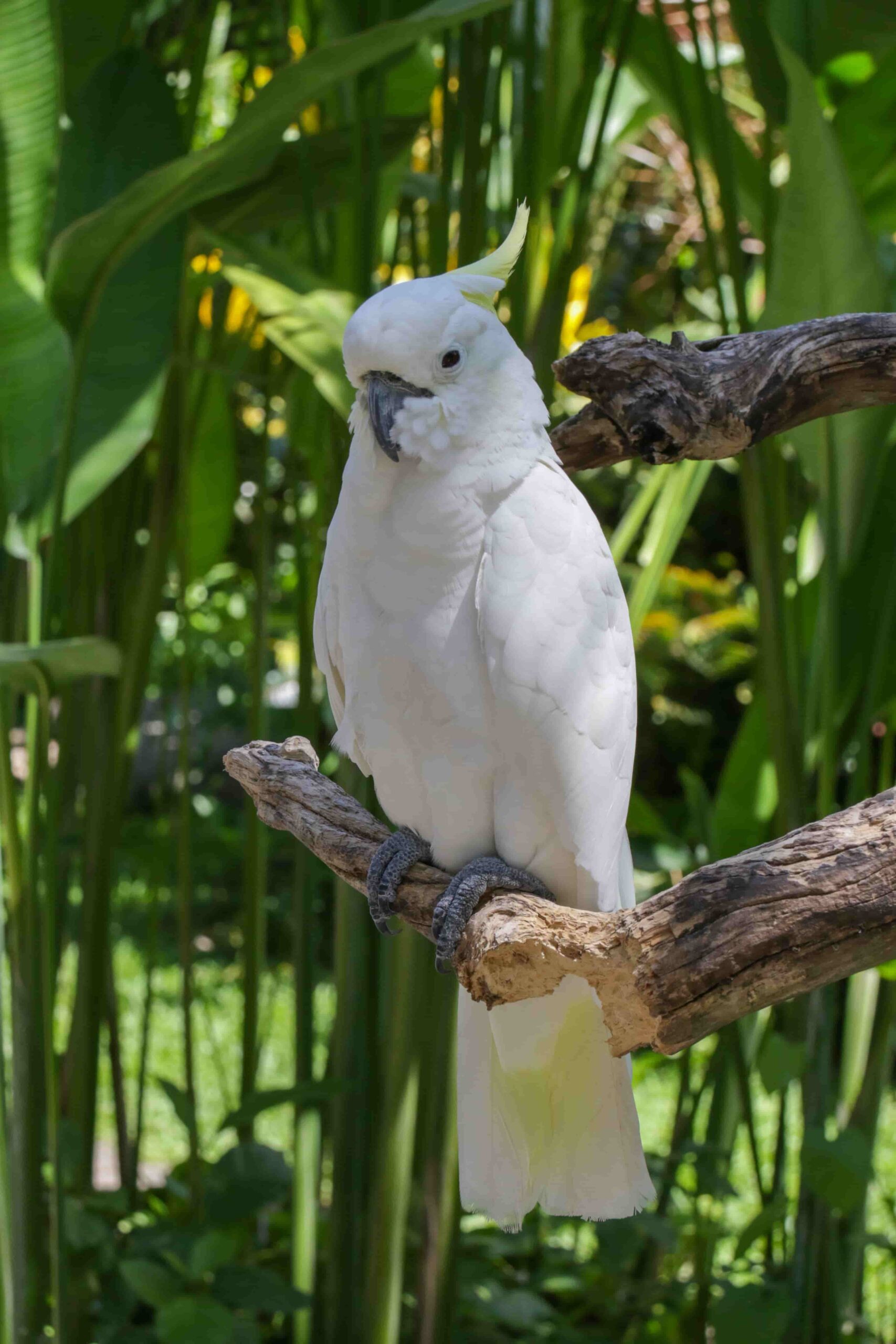 cockatoo